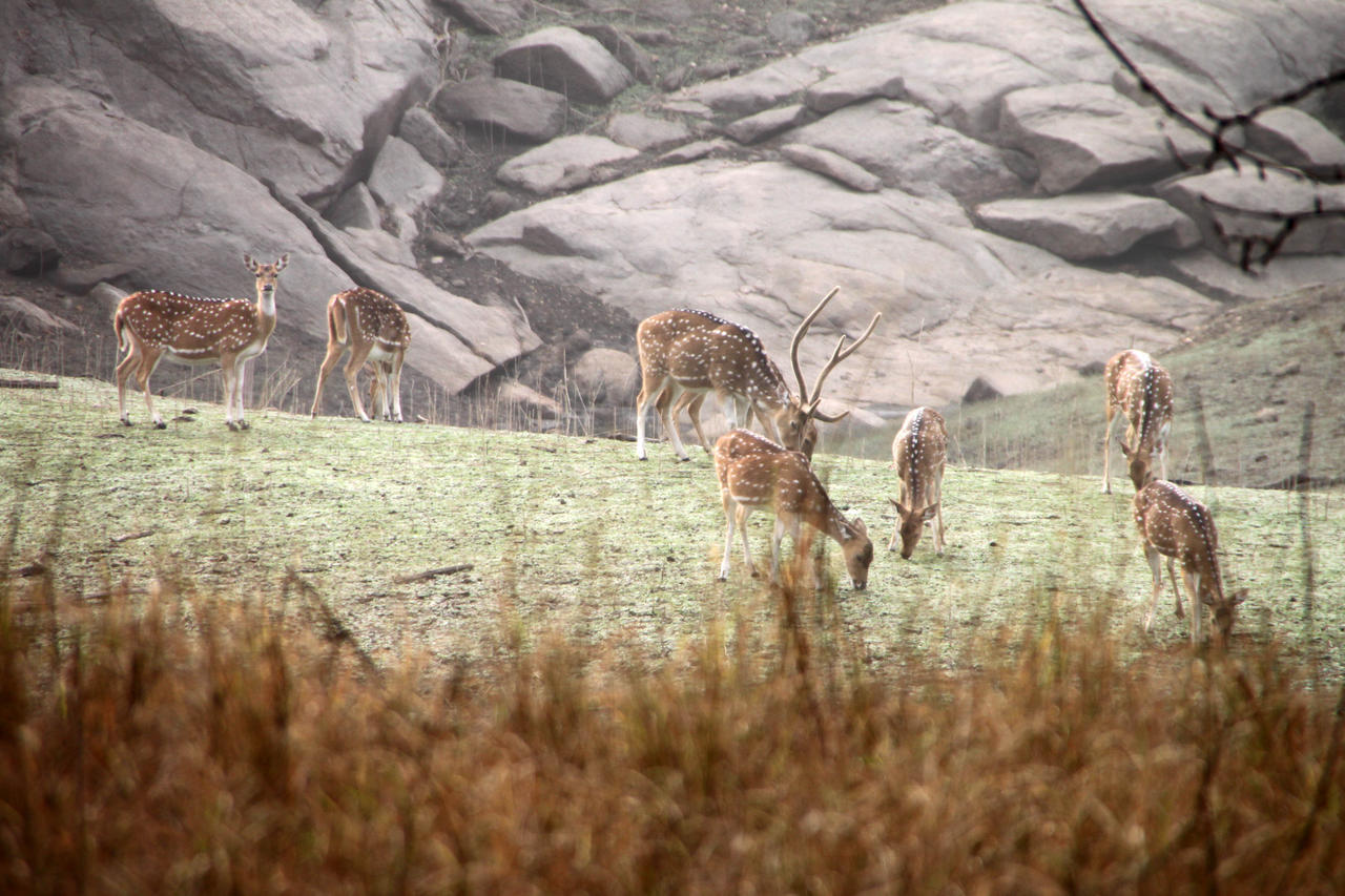 Pench Jungle Camp Hotel Khawāsa Kültér fotó